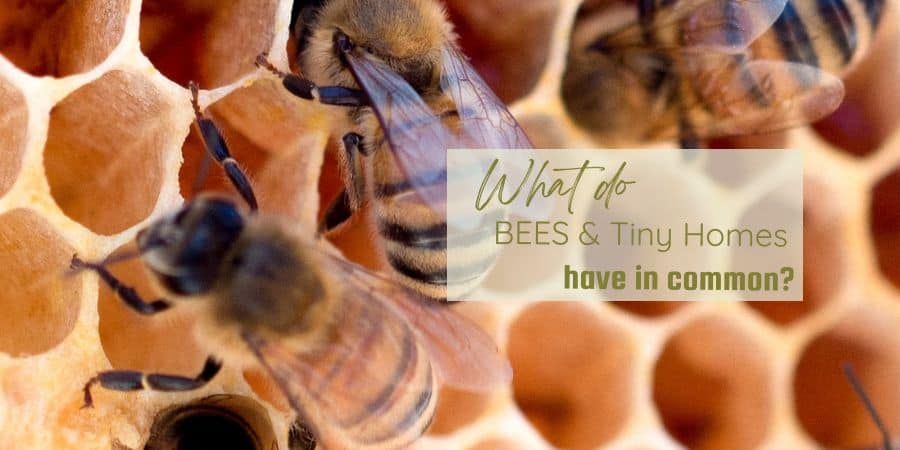 what do bees and tiny homes have in common