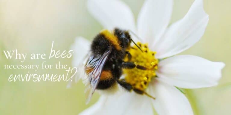 why-are-bees-necessary-for-the-environment-humble-bee-builds